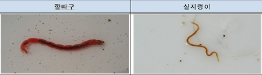 깔따구의 유충과 실지렁이의 비교 사진