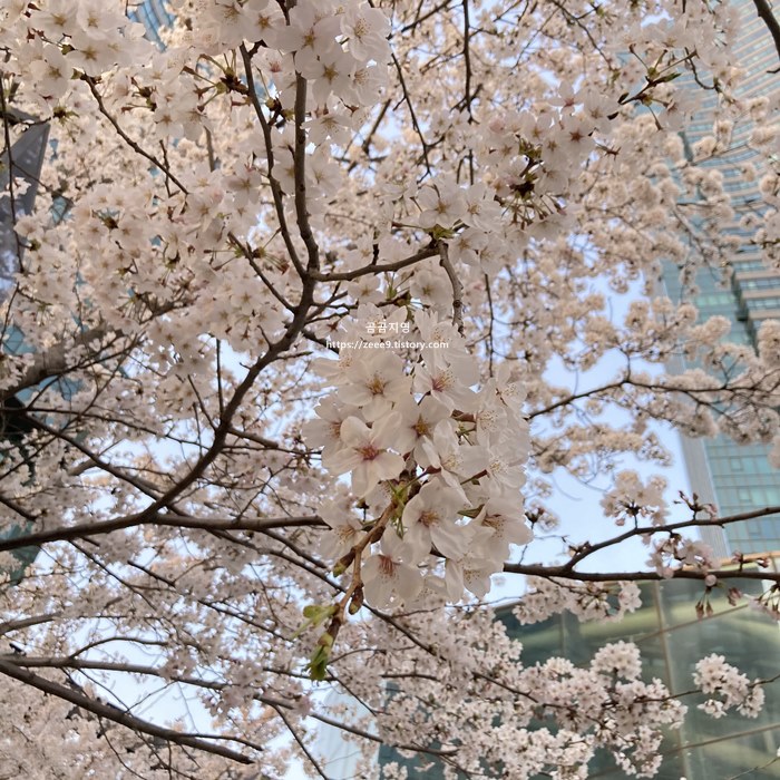 성수동 서울숲 벚꽃2