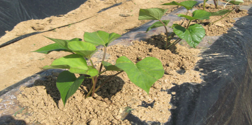 고구마 모종 심는시기 재배방법