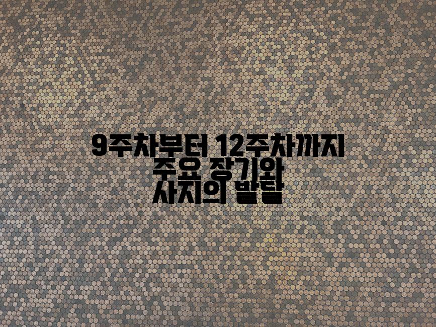 9주차부터 12주차까지 주요 장기와 사지의 발달