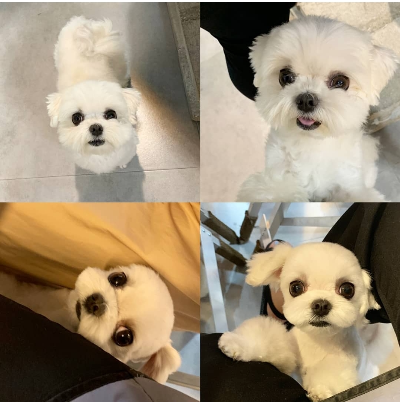 말티즈 엄마살롱 수습미용