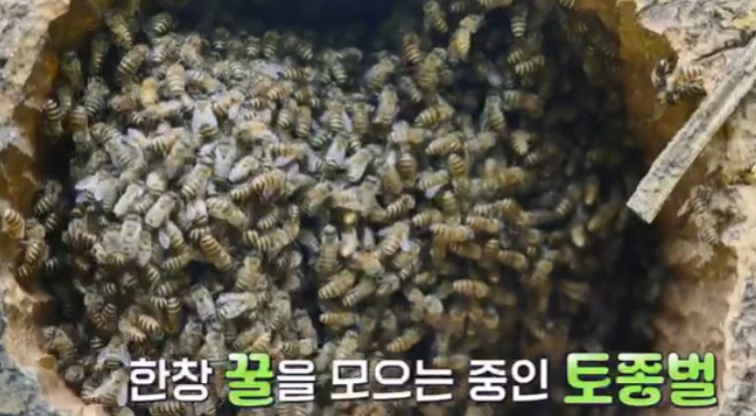 6시내고향-강원-인제-라등용-벌꿀