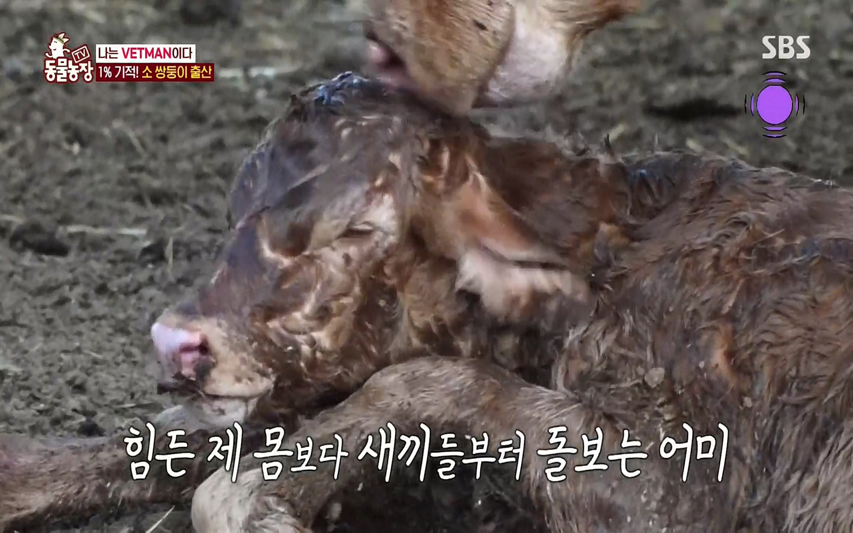 TV 동물농장.E1069.220515p.H264-F1RST.mp4_20220515_180213.676.jpg