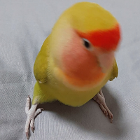 img.png