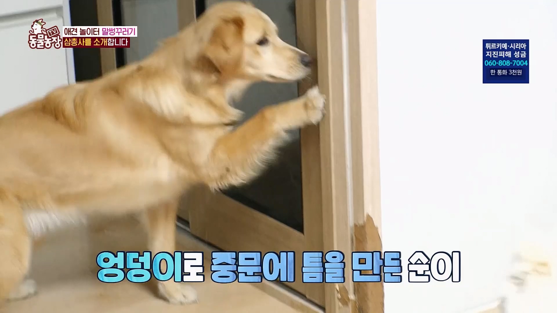 TV 동물농장.E1109.230219p.H264-F1RST.mp4_20230219_142820.897.jpg