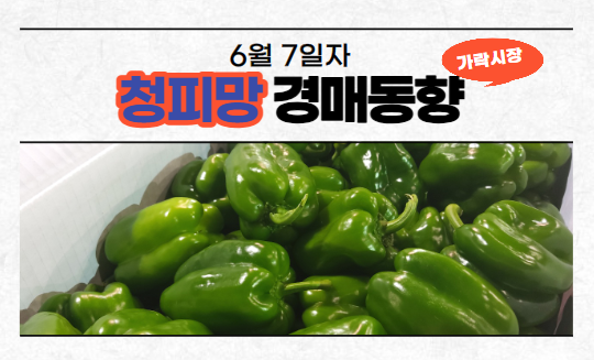  [경매사 일일보고] 6월 7일자 가락시장 청피망 경매동향을 살펴보겠습니다!