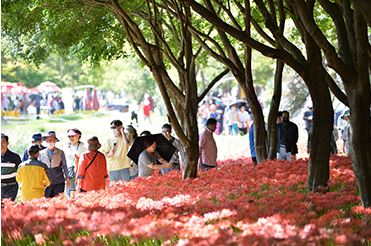 영광 불갑산 상사화축제 : 기본정보&#44; 입장료&#44; 주요 행사