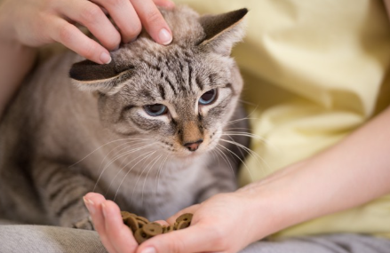 사람이 먹이를 주고 있는 고양이