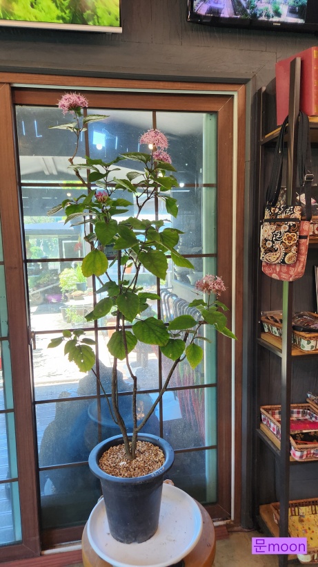 카페춘화의정원 이미지