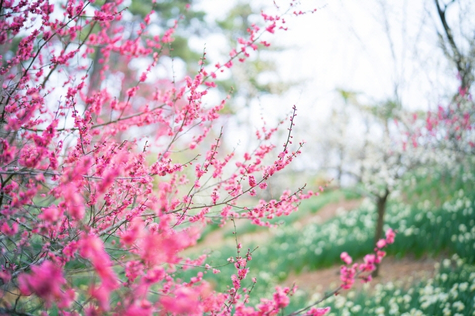 봄 축제 일정 한림 5