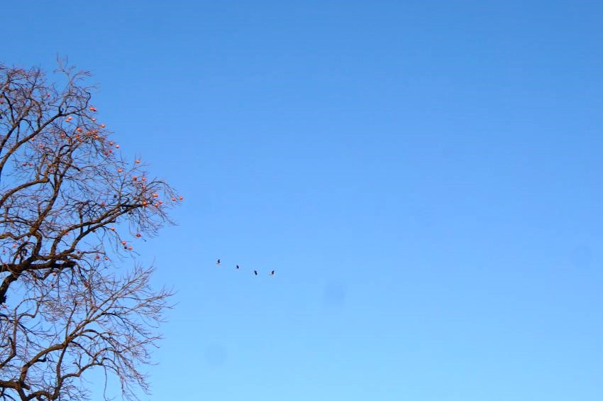 푸른 하늘&#44; 왼쪽에 큰 나무&#44; 날아가는 기러기 네 마리