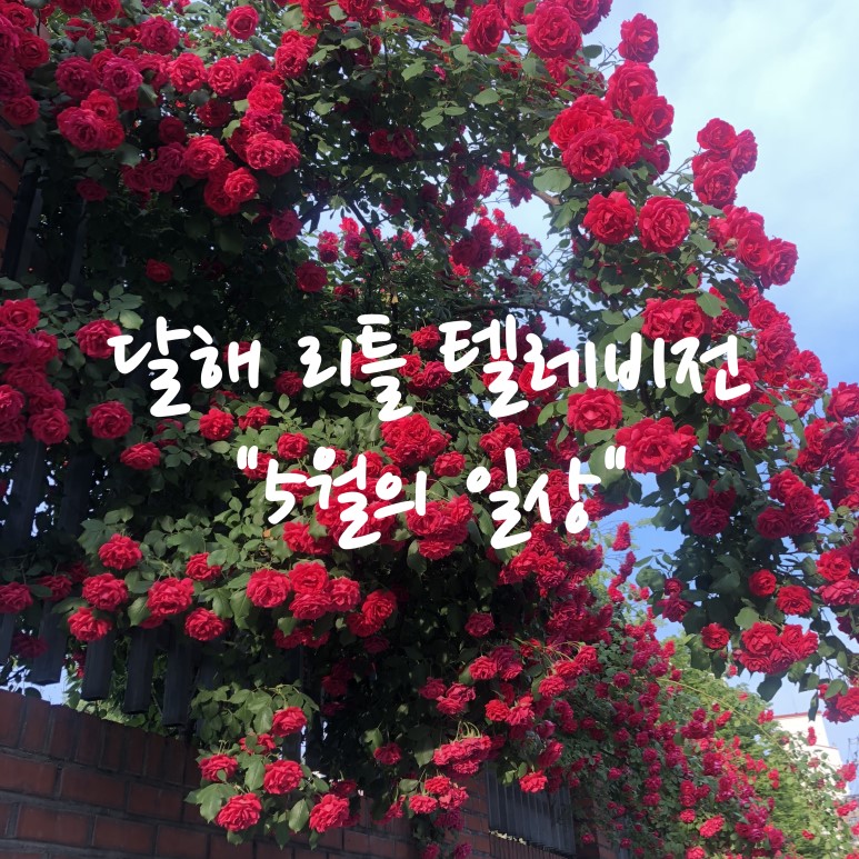  [달해 리틀 텔레비전] 달해의 일상 "5월 편" ٩(ˊᗜˋ*)و