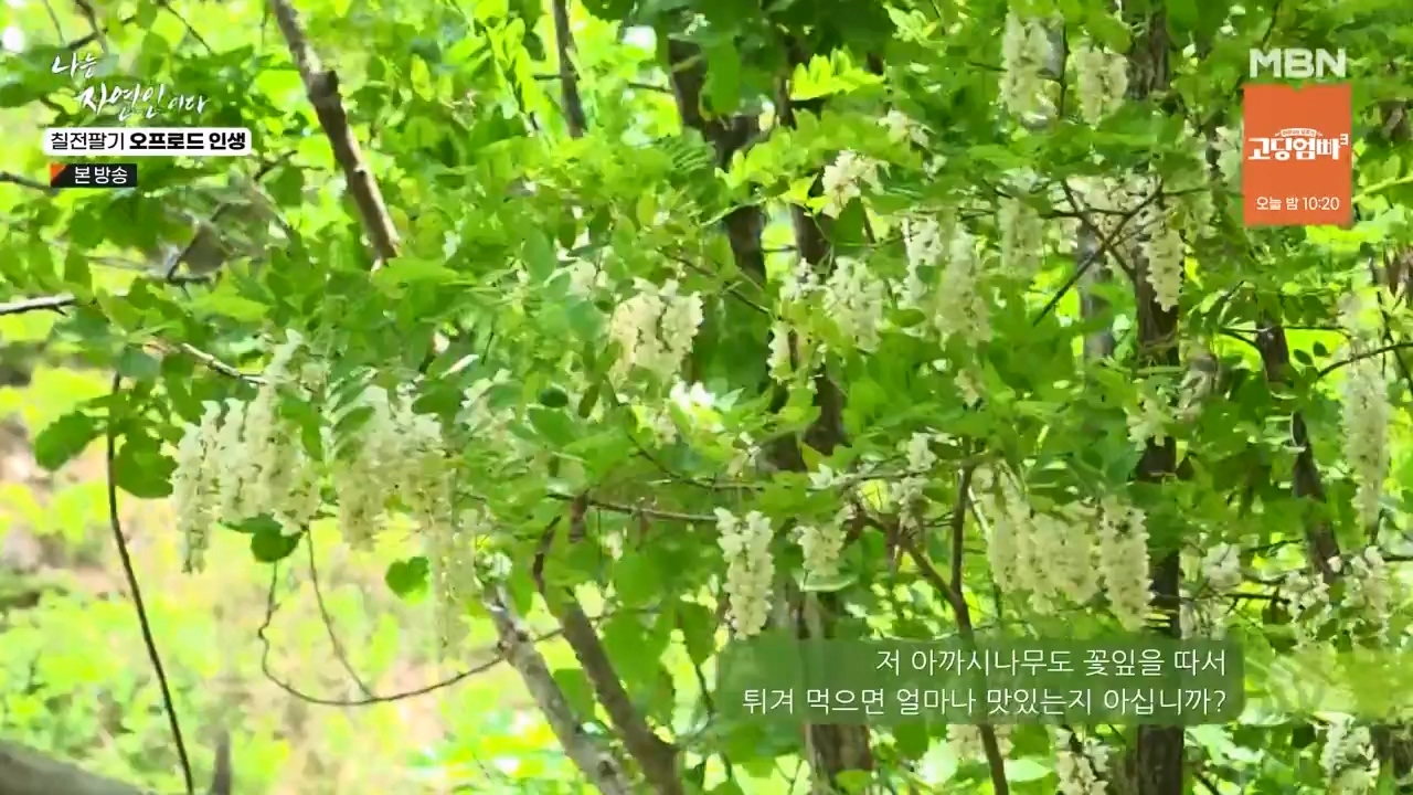 나는 자연인이다.E557.230608p-NEXT.mp4_20230608_194908.832.jpg