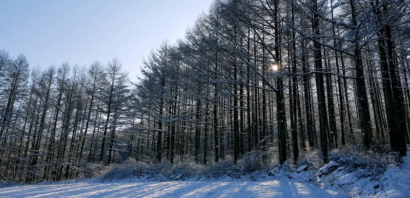 강원도 태백산 설경