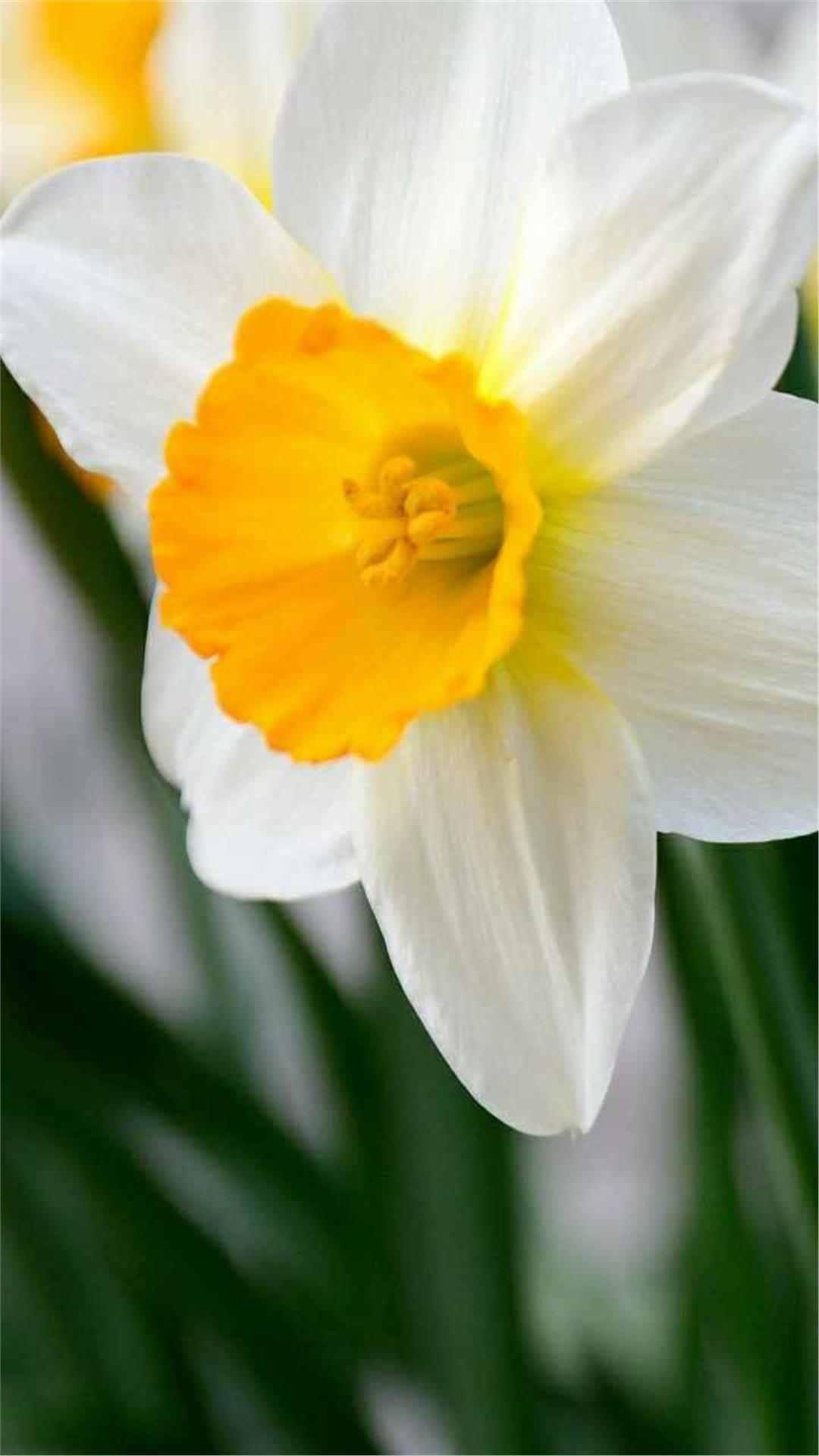 Daffodil Flower iPhone Wallpaper
