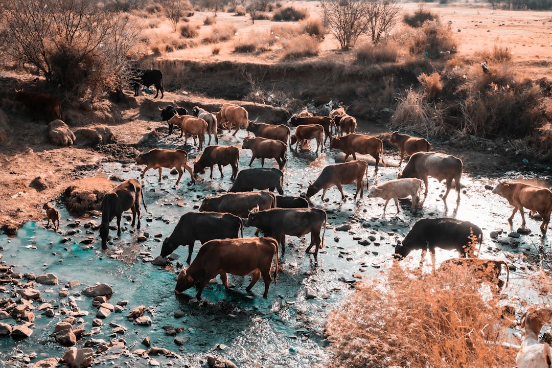 Ox