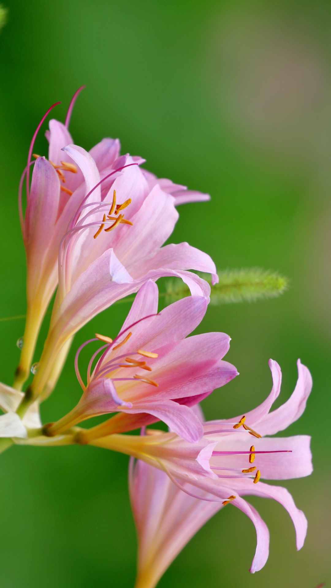 Lily Flower iPhone Wallpaper