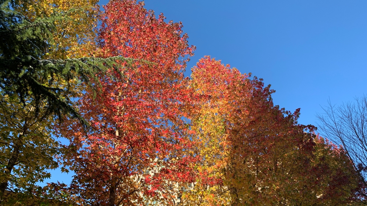 HOTEL-SHERATON-VANCOUVER-MAPLE TREES