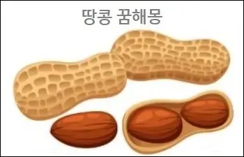 땅콩 꿈해몽