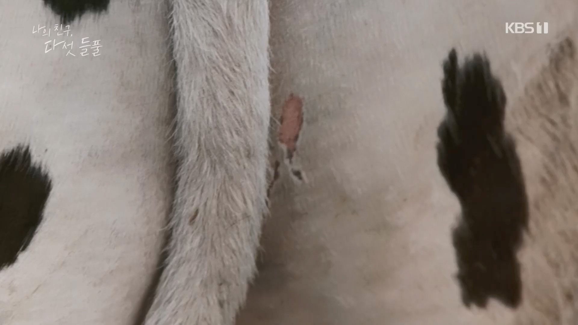 특집 다큐 나의 친구, 다섯 들풀.240119p.H264-F1RST.mp4_20240121_151734.381.jpg