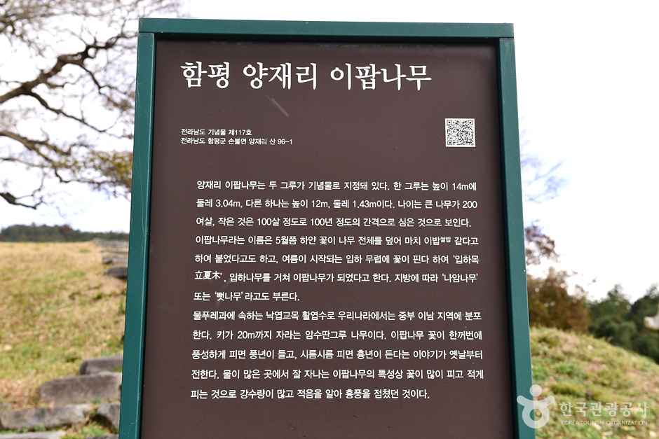 함평 양재리 이팝나무