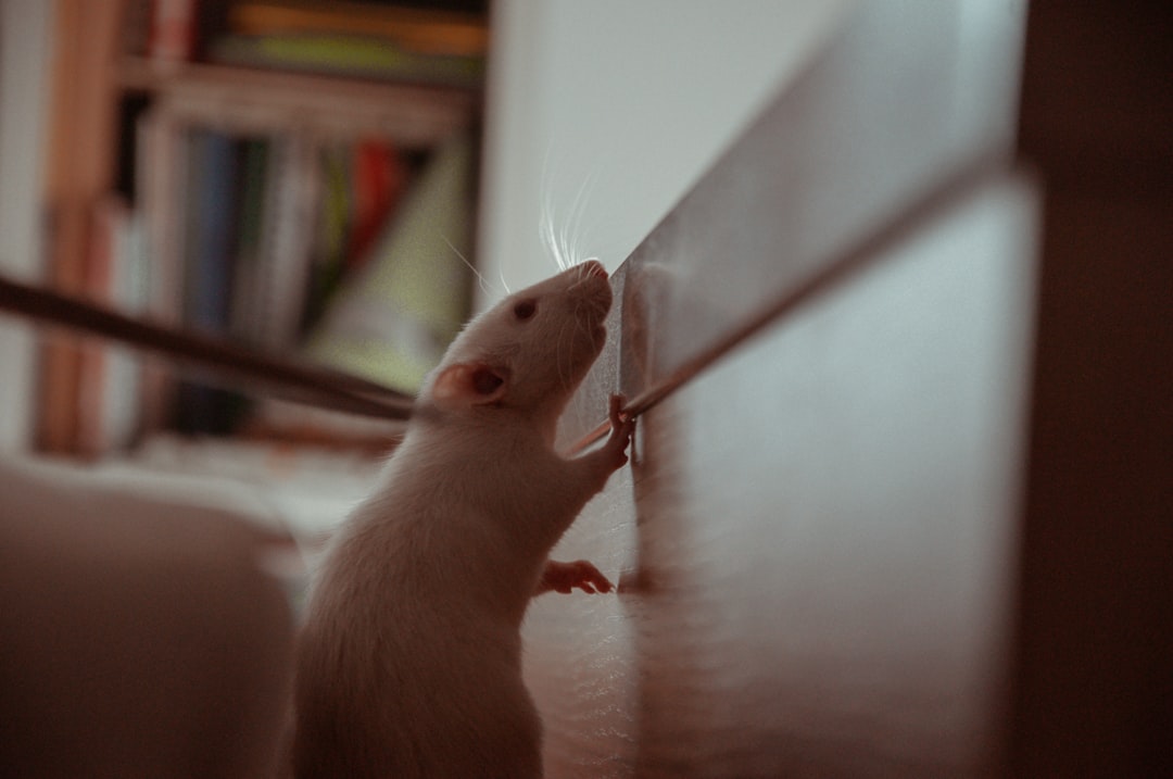 Rat
