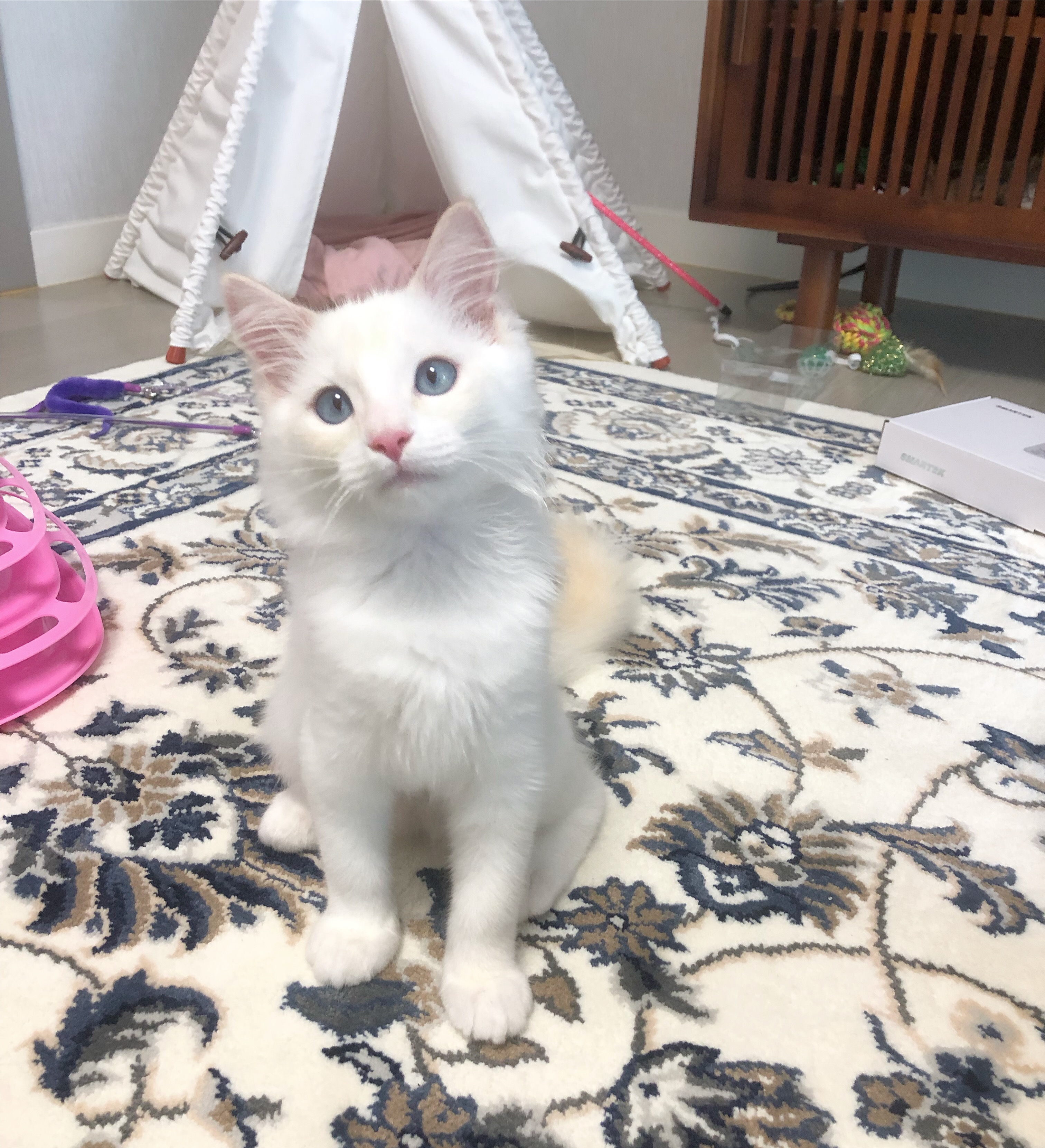 고양이 중성화 수술 u003e 중성화 후기 및 중성화 수술 후 관리 주의사항