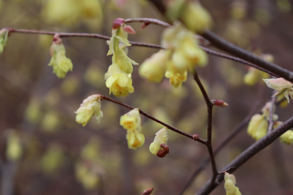 홍릉시험림(홍릉수목원) #페이지 토.일요일서울가볼만한곳 87