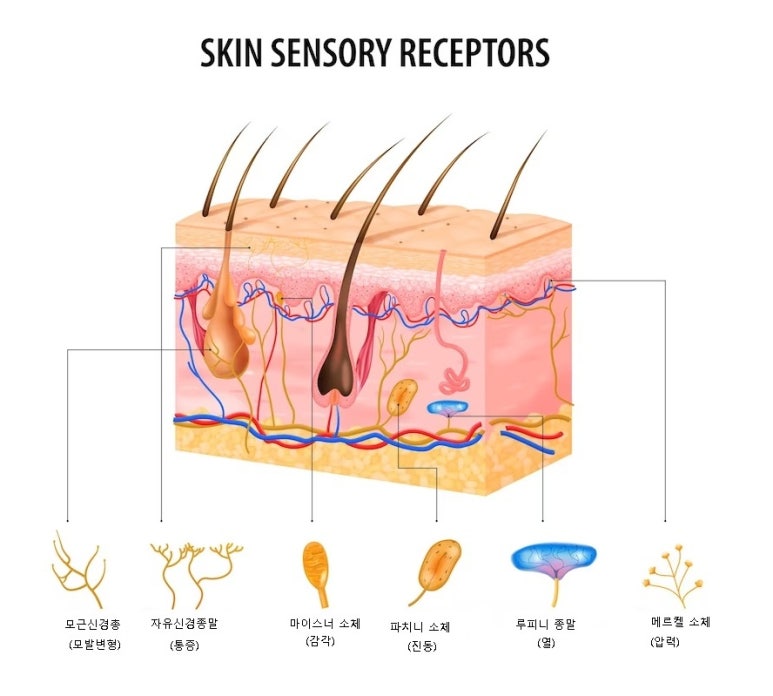 두피 속 각 신경 기관