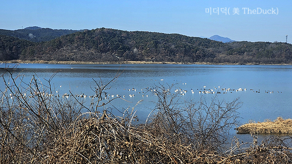 우포늪 대대제방 새 구경