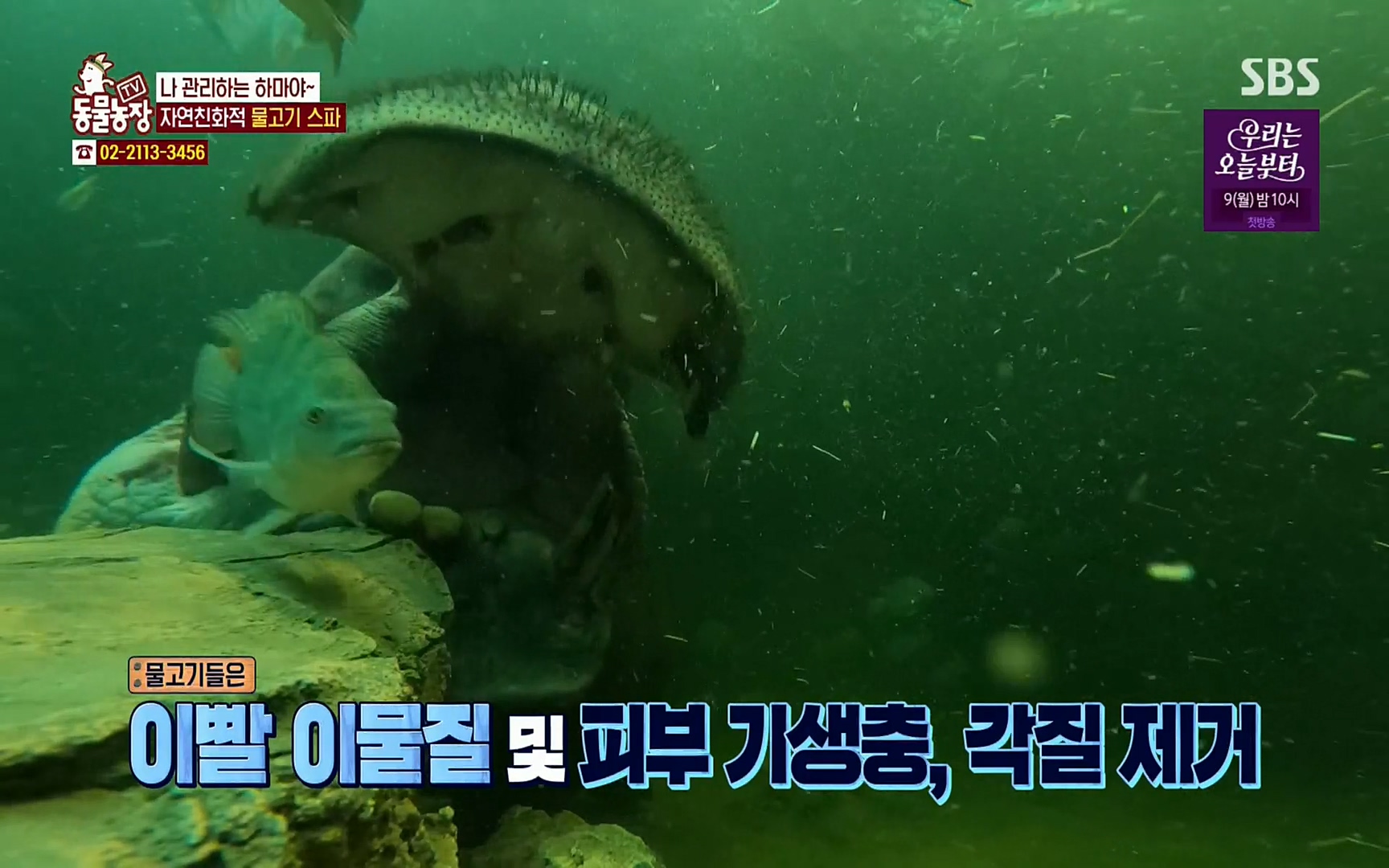 TV 동물농장.E1067.220501p.H264-F1RST.mp4_20220501_181955.735.jpg