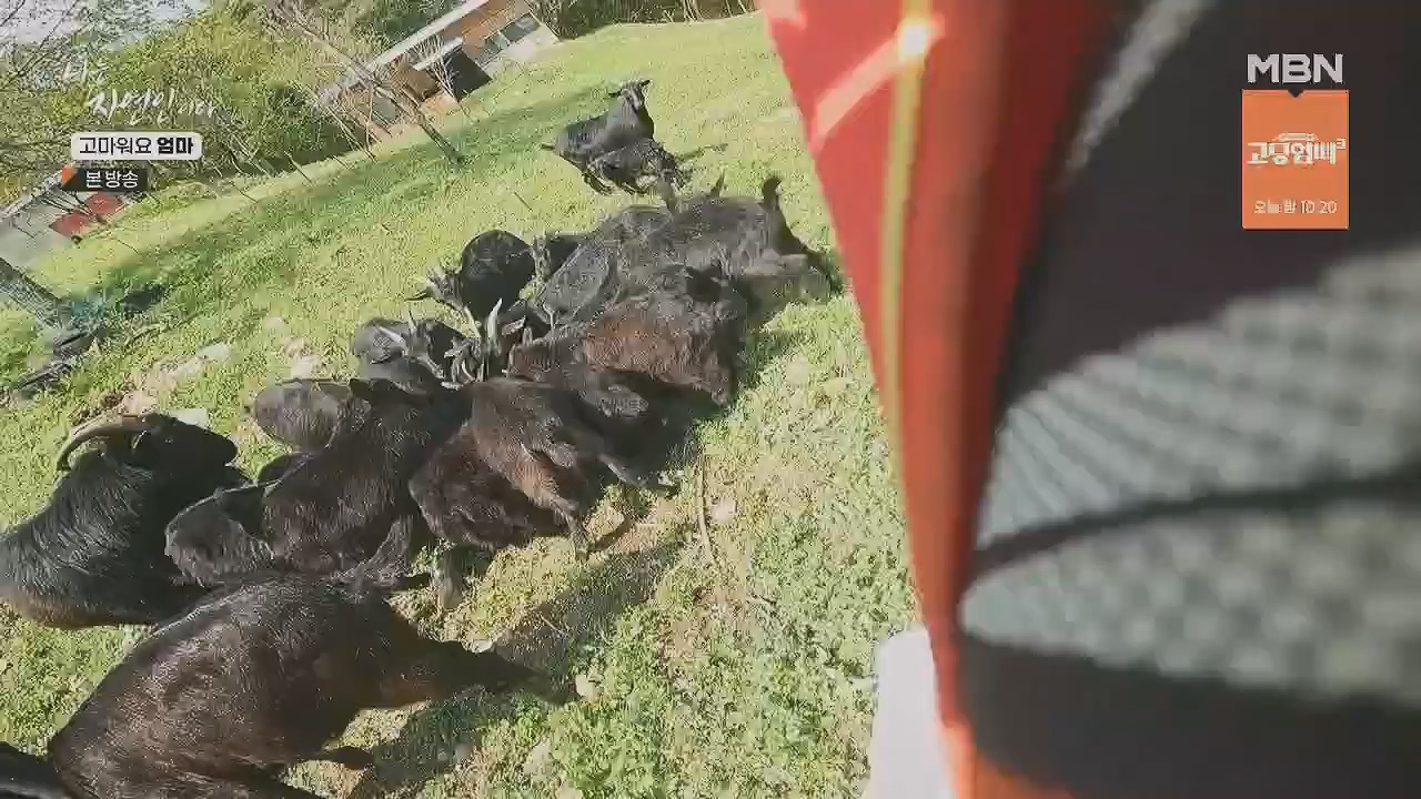 나는 자연인이다.E554.230518p.H264-F1RST.mp4_20230518_194508.952.jpg