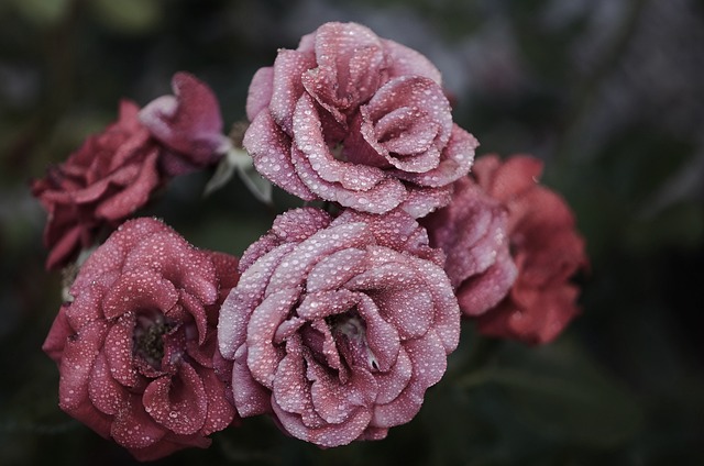 로즈(Rose) 이미지
