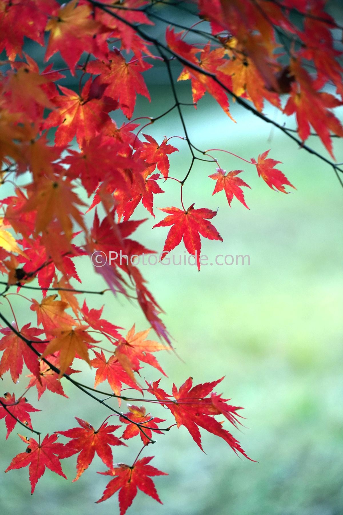 단풍사진, 단풍 이미지, 예쁜 단풍, 가을사진, 가을 이미지, 가을 배경화면
