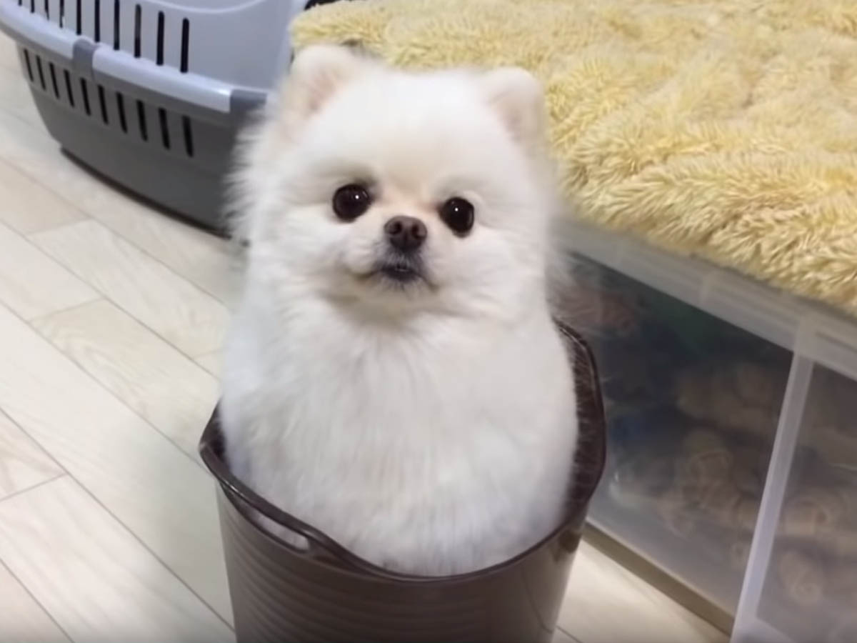  강아지 당근 먹어도 될까요?