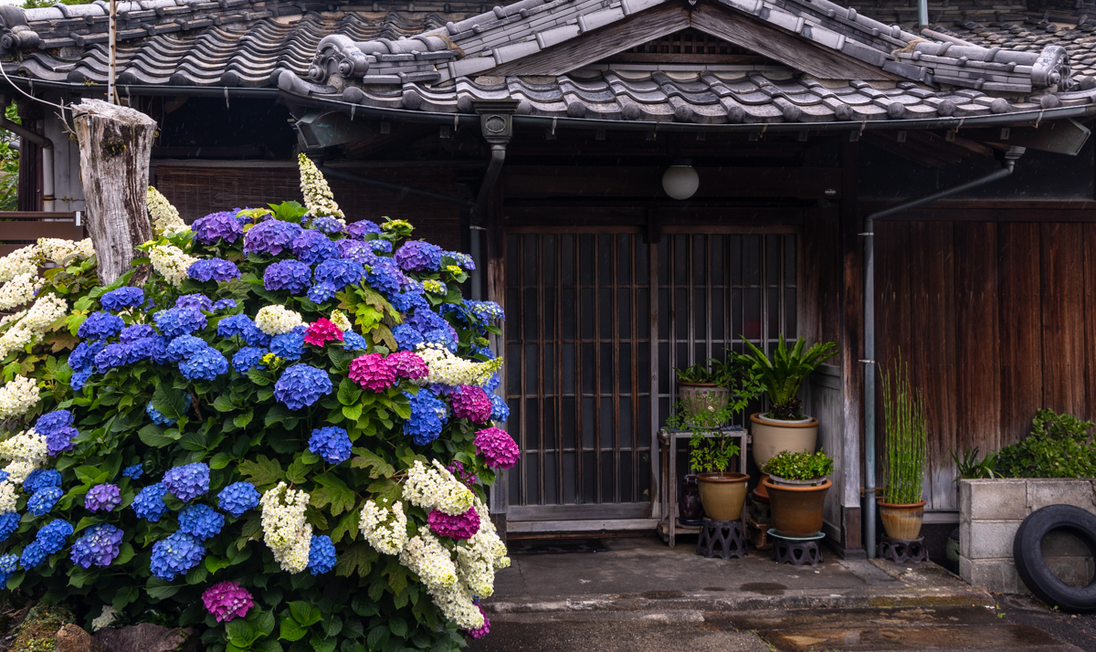 일본 전통 가옥앞의 수국
