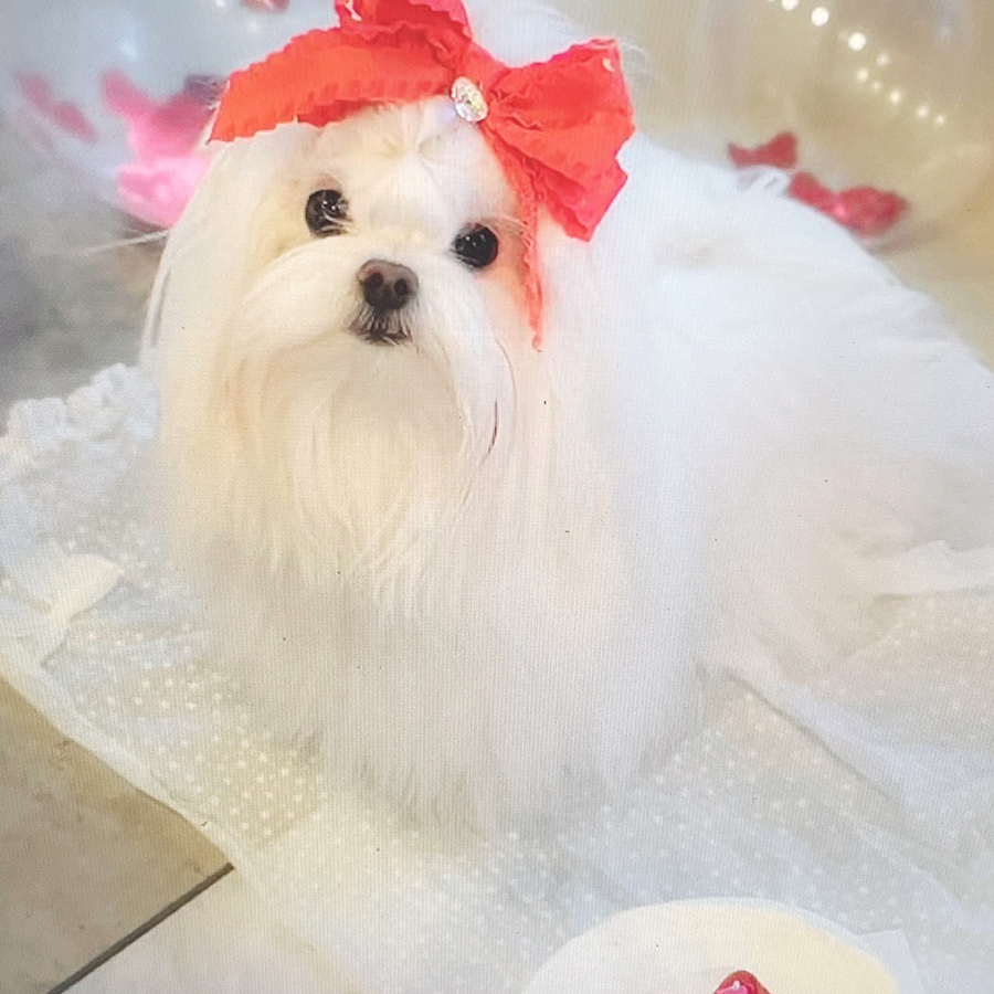 말티즈 키울 때 꼭 읽어보세요 소형견 종류 미니 13