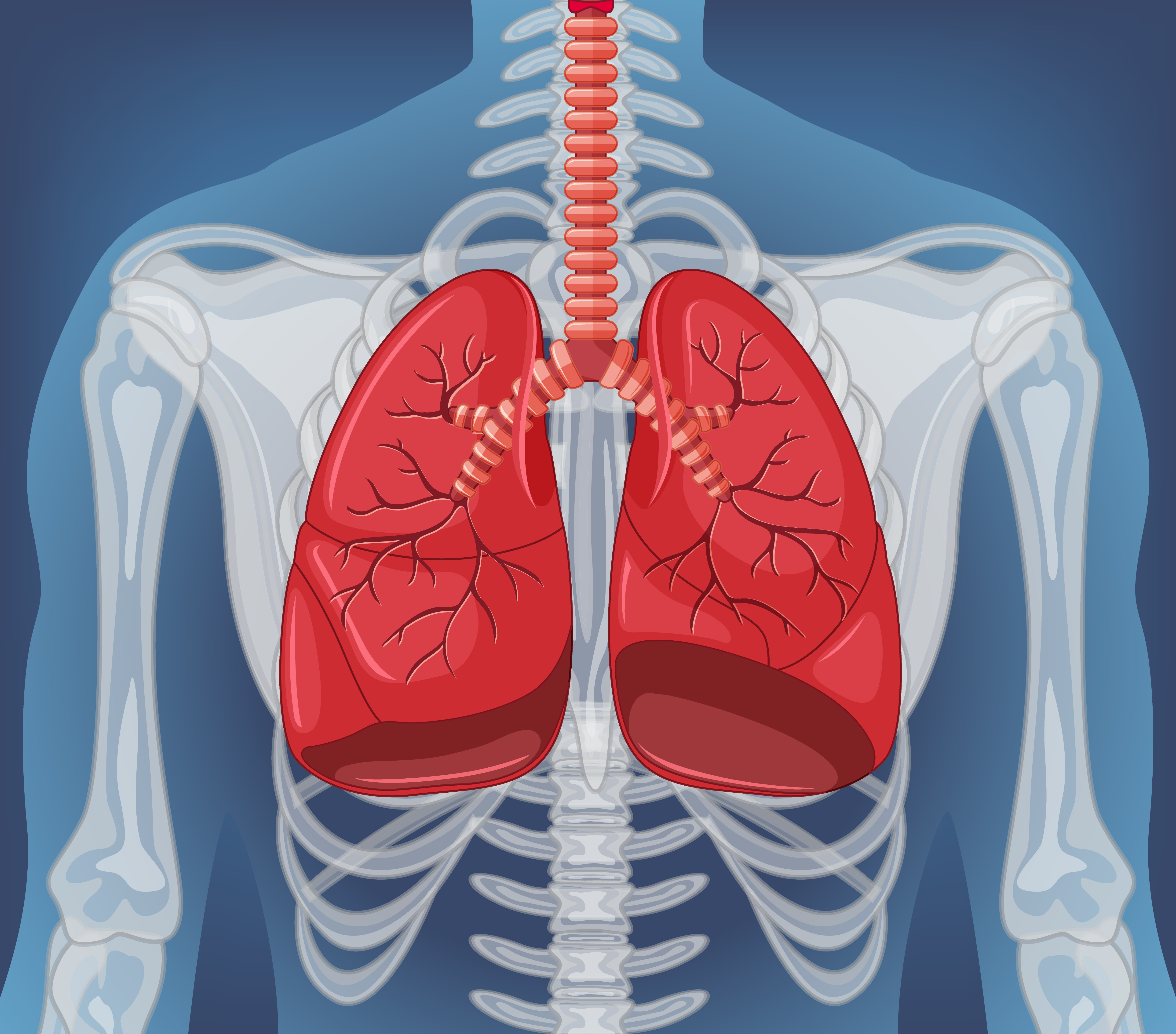인체를 투영하여&#44; 기관지와 폐를 빨갛게&#44; 그리고 상체의 뼈를 하얗게 이미지화한 그림 (human-internal-organ-with-lungs)
