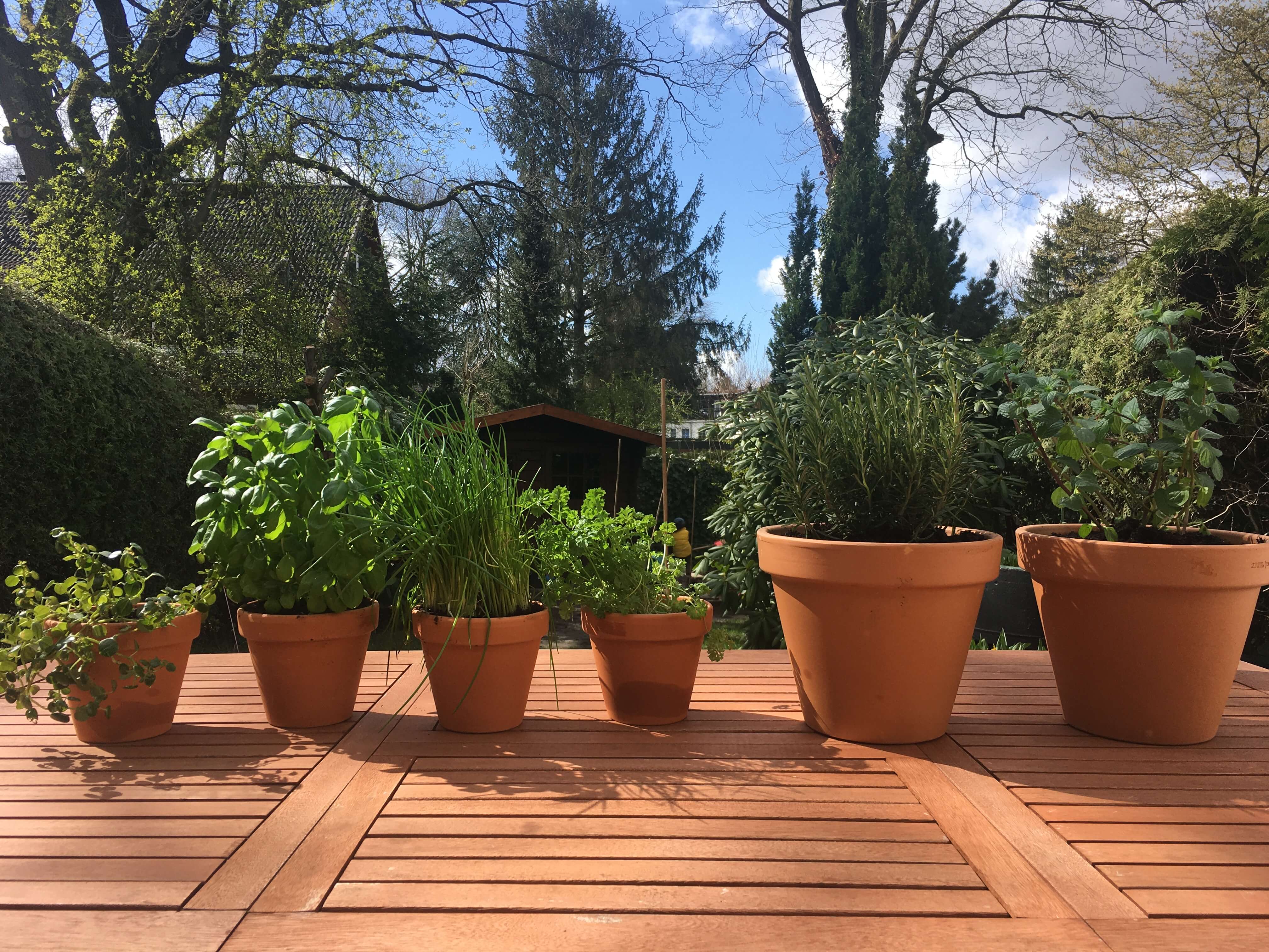 테라코타 화분들이 햇살가득한 정원 탁자에 6개 줄지어 놓여져있는 사진