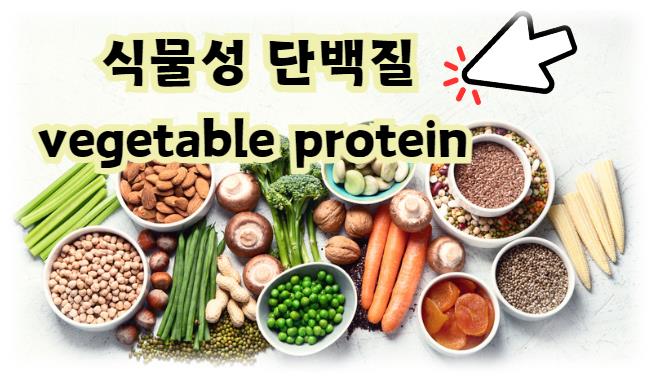 식물성 단백질 알아보기
