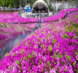 군포 철쭉 FESTIVAL