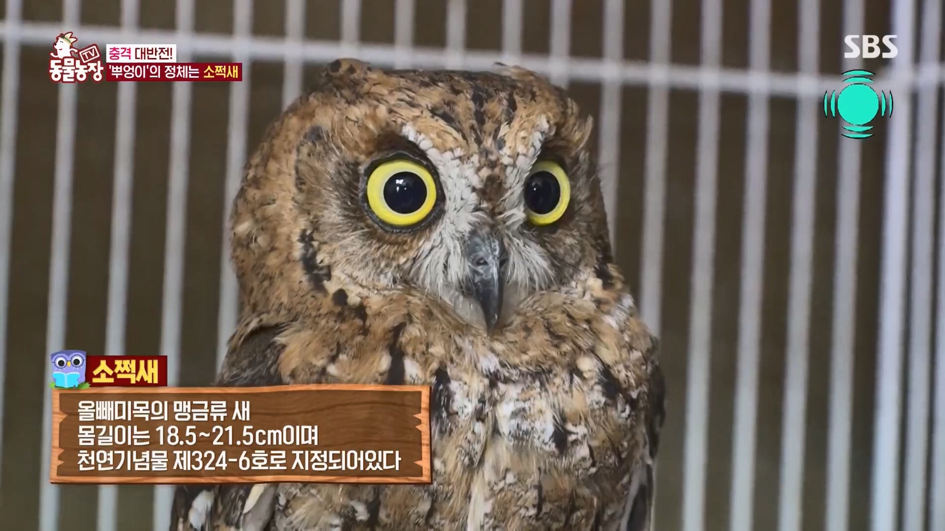 TV 동물농장.E1139.230924p.H264-F1RST.mp4_20230924_170555.154.jpg