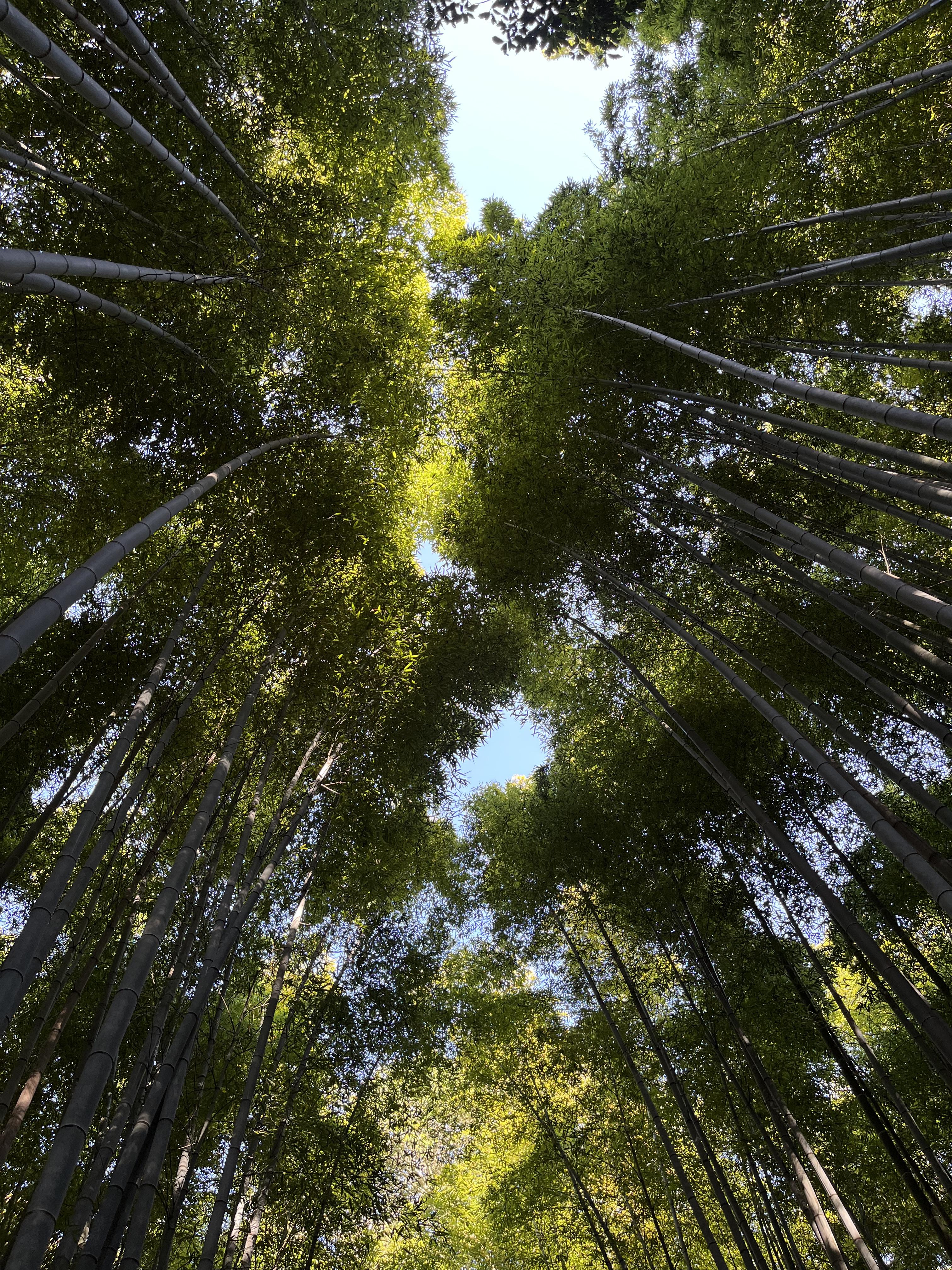 교토 대나무숲