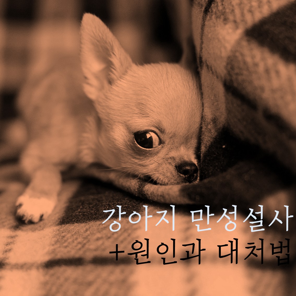  개, 강아지 - 만성설사 그 원인과 대처법 바로알기!
