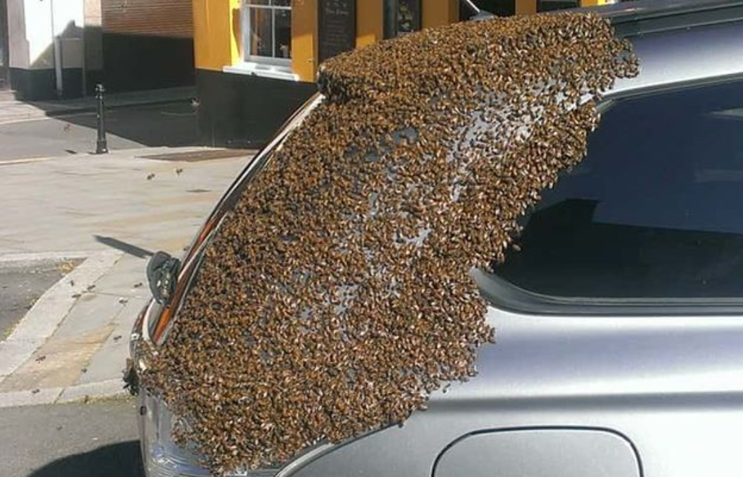 The Incredible Loyalty of Bees Swarm Rescues Queen from Car