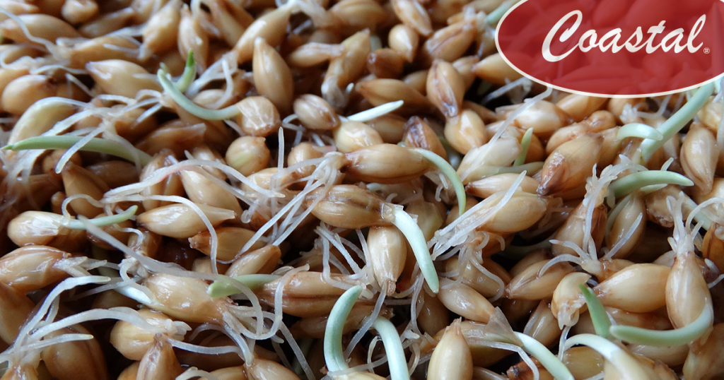 보리싹 싹의 7가지 효능과 부작용 35