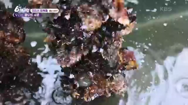 6시 내고향_김장의 필수품 평창 고랭지 배추 - 강원 평창 [슬기로운 두 반장] 슬기로운 어르신들을 찾아서 (충북 제천) [붕붕이가 간다] 철원에 무슨 일이 (강원 철원) [인생은 행복海] 우리는 환상의 사촌 (경남 통영).ts_20231117_205447.374.jpg