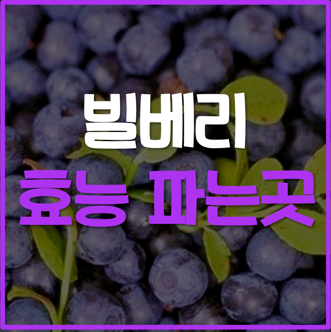  빌베리 효능 파는곳