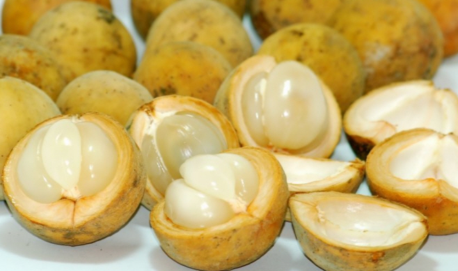  두쿠 Duku 를 아시나요? 한번 알아볼게요.