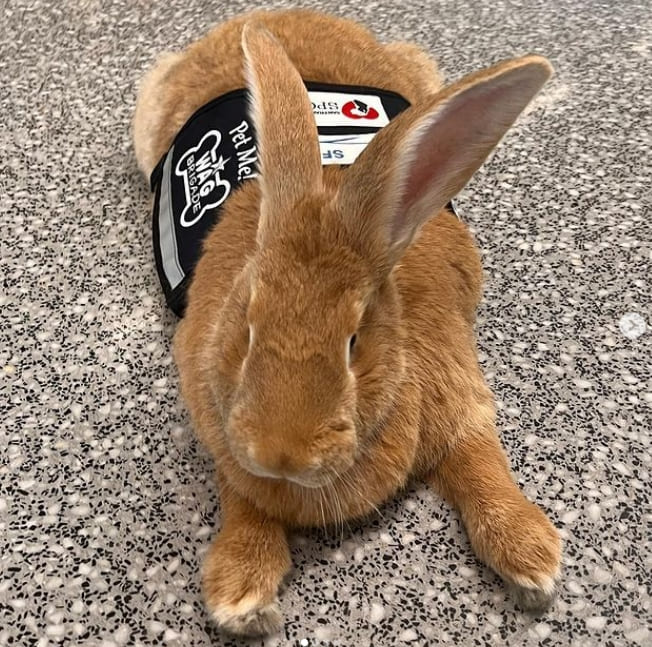 동물 가족과 함께...여행객을 즐겁게하는 공항의 기발한 아이디어 VIDEO: This Adorable Giant Rabbit Comforts Anxious Travelers at the San Francisco Airport